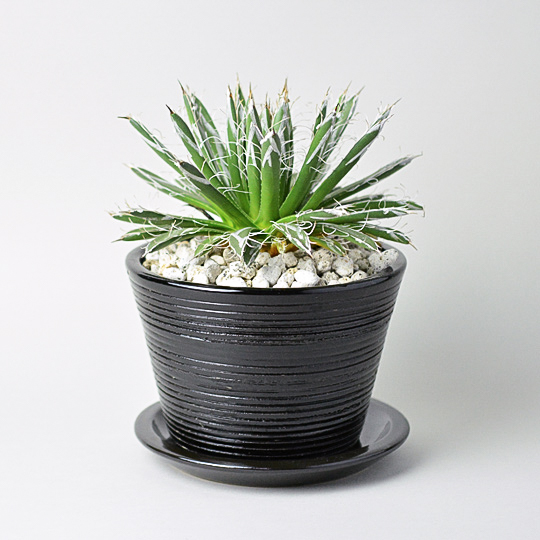 Shakel Pot Φ155 (Black) + アガベ 姫乱れ雪 | 多肉植物・特別な鉢の ...