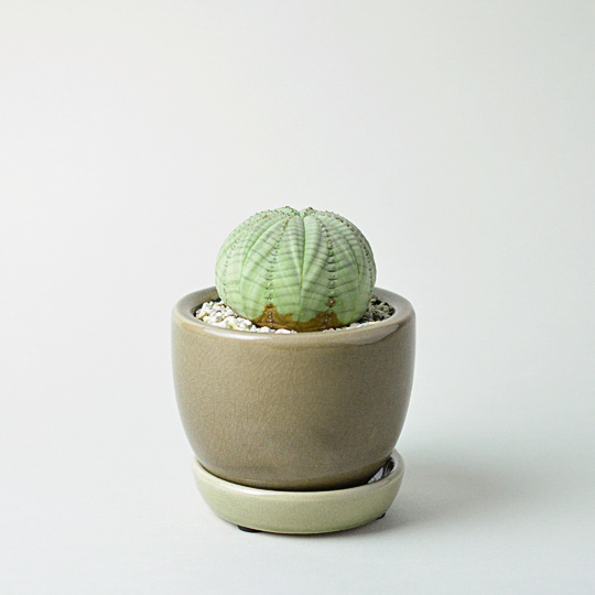 Cracky Mini Pot (Beige) + ユーフォルビア・シンメトリカ | 多肉植物 ...