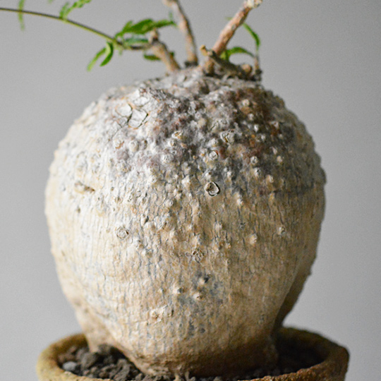 Ancientconic Pot S フォッケア エデュリス 火星人 ハンドボール フォーム 多肉植物 特別な鉢の販売 トーキー Toky