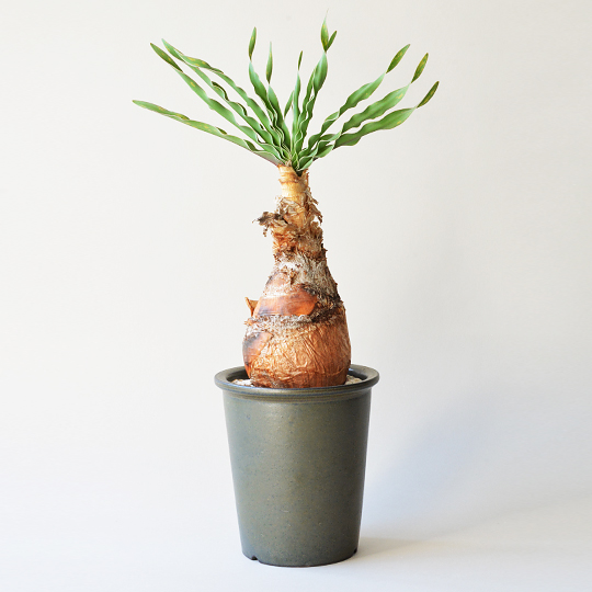 Innocence Rim Pot M (Yakishime Brown) | 多肉植物・特別な鉢の販売 ...