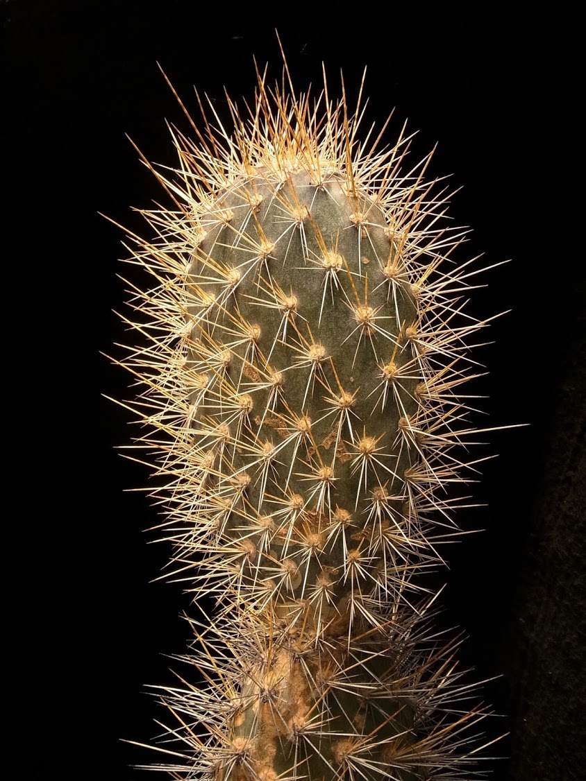 Opuntia galapageia1