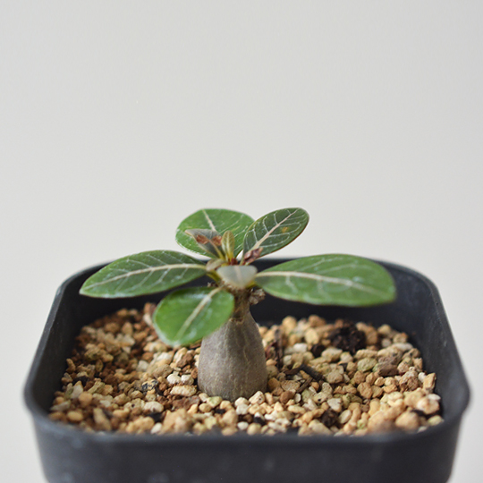 CACTUS GREEN] Adenium socotoranum | 多肉植物・特別な鉢の販売 