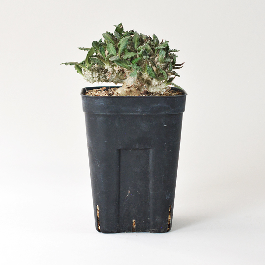 CACTUS GREEN] Euphorbia tulearensis | 多肉植物・特別な鉢の販売 ...