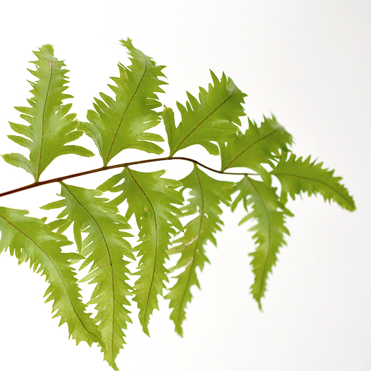 ドリナリア リギデュラ 'ホワイティ' 001 | 多肉植物・特別な鉢