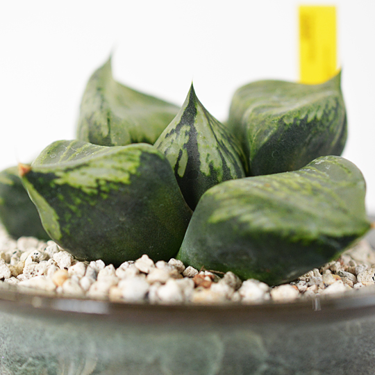 粒が際立った大きさでとても美しい