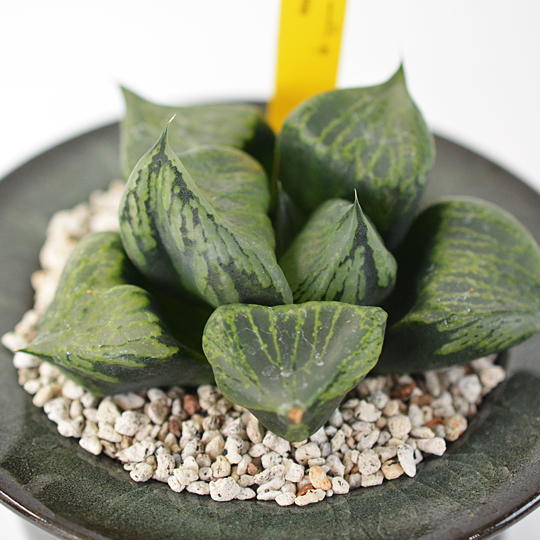 裏窓も綺麗ですね