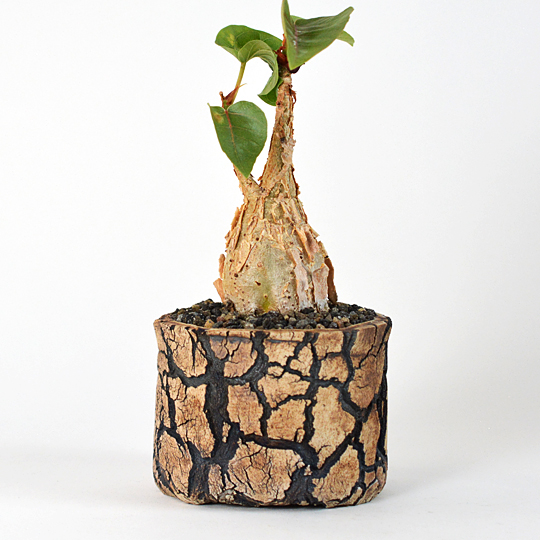 迫力ある小さな巨木、フィカス・パルメリ