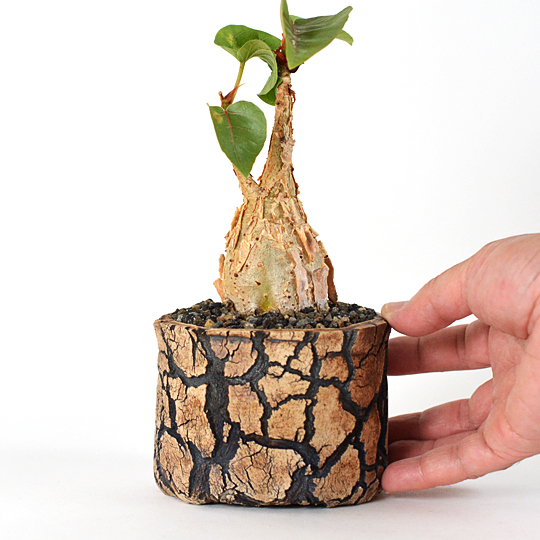 それほど出回る植物ではないので、是非