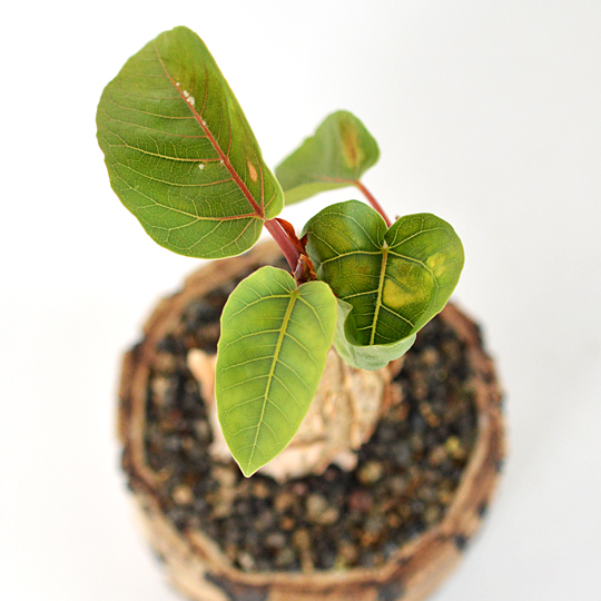 今だに新葉が生えてきております