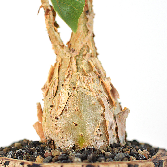 バキバキに割れた樹皮が魅力的