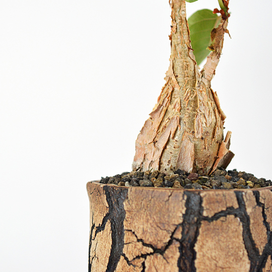 樹皮と鉢の一体感