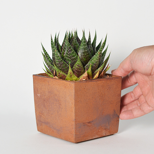 窓辺でも、温室でも、どちらもいけます