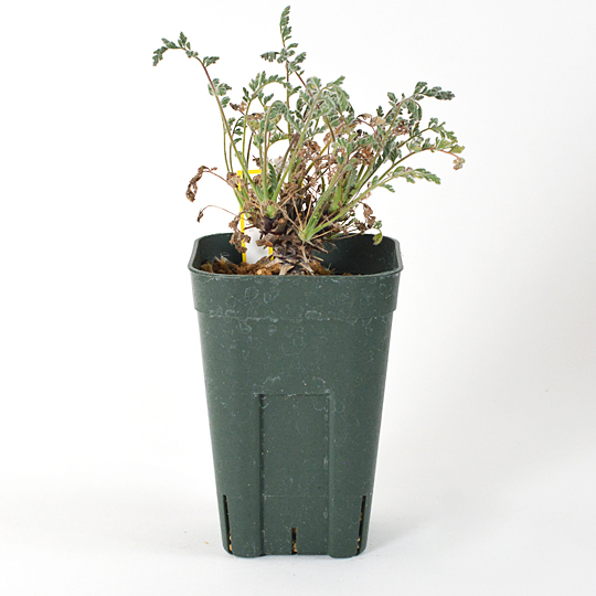 小型の希少種、怪しいペラルゴニウム・クラシペス