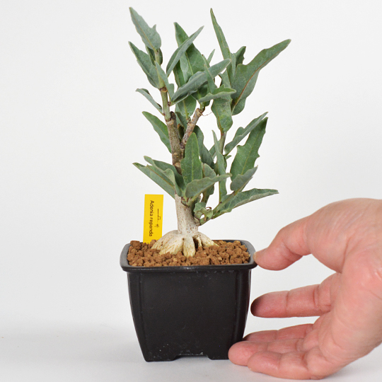 Yahoo!オークション - N Adenia ovata アデニア・オバタ 珍品 13