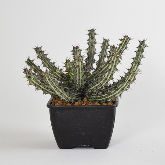 euphorbia sp.nova somalia 巨大株 cusasuc] Euphorbia sp.Nova Somalia hordio Silver x Black | 多肉