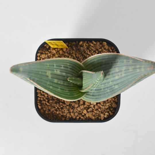cusasuc] Aloe karasbergensis | 多肉植物・特別な鉢の販売 | トーキー