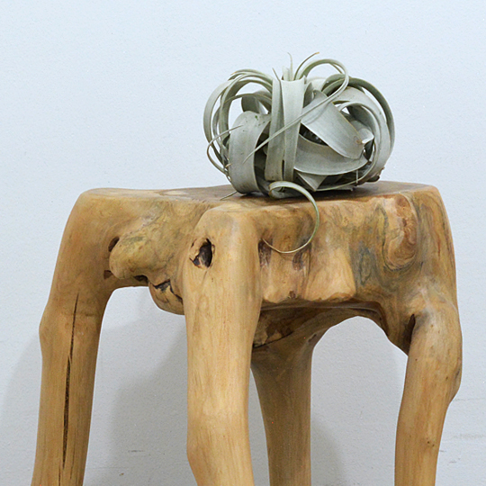 チランジアを置いてみました。<br>グリーンとの相性はとてもいいですね!