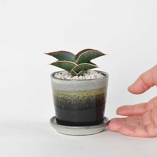 Horizonの鉢にも注目です