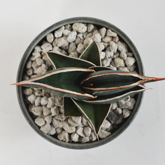 一応TOKY管理で葉は増えています