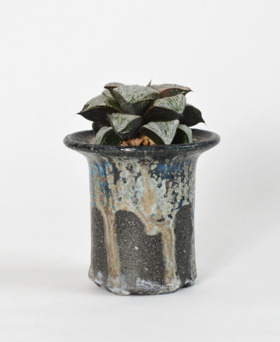 多肉植物・特別な鉢の販売 | トーキー | TOKY