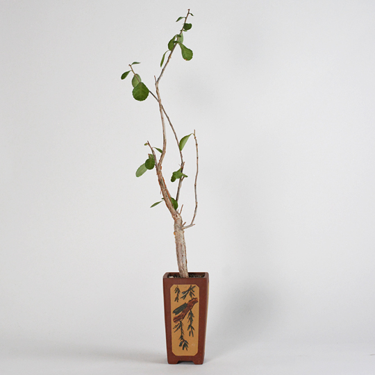 コミフォラ・ウィグッティ | 多肉植物・特別な鉢の販売 | トーキー | TOKY