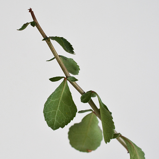 コミフォラ・ウィグッティ | 多肉植物・特別な鉢の販売 | トーキー | TOKY