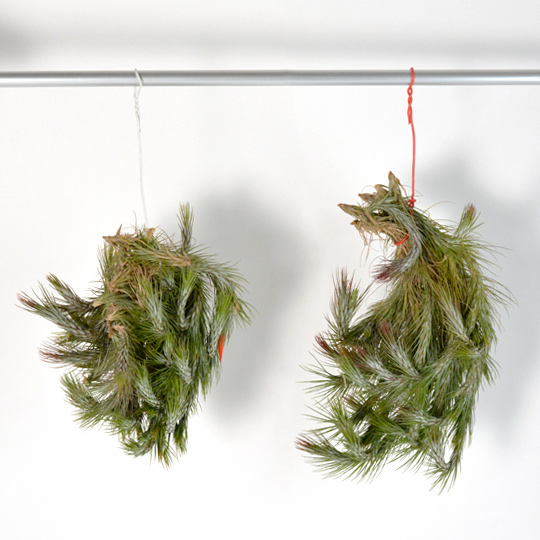 植物なので個体・入荷時期によって個体差があります。<br>予めご了承ください