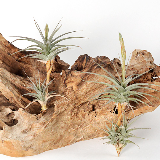 植物なので個体・入荷時期によって個体差があります。<br>予めご了承ください