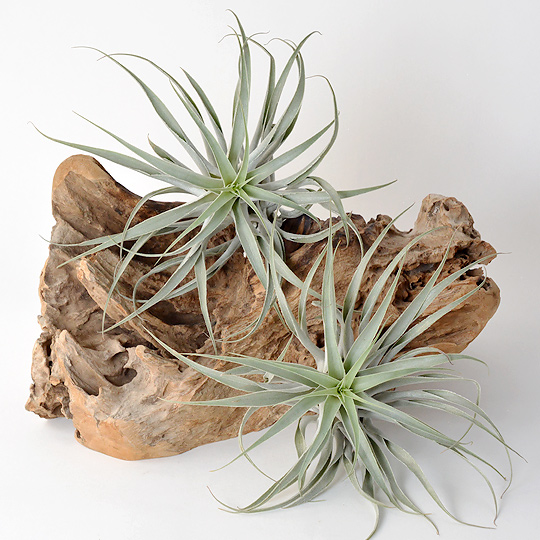 植物なので個体・入荷時期によって個体差があります。<br>予めご了承ください