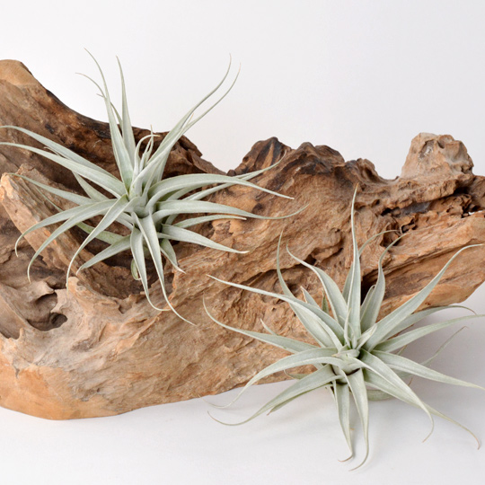 植物なので個体・入荷時期によって個体差があります。<br>予めご了承ください